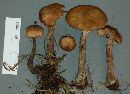 Armillaria gallica image